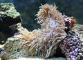 Sea anemone or actinia isolated close ÃÂ¢Ã¢âÂ¬Ã¢â¬Å up view